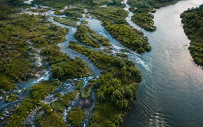 El origen del pangeísmo: una filosofía que emerge como un bosque